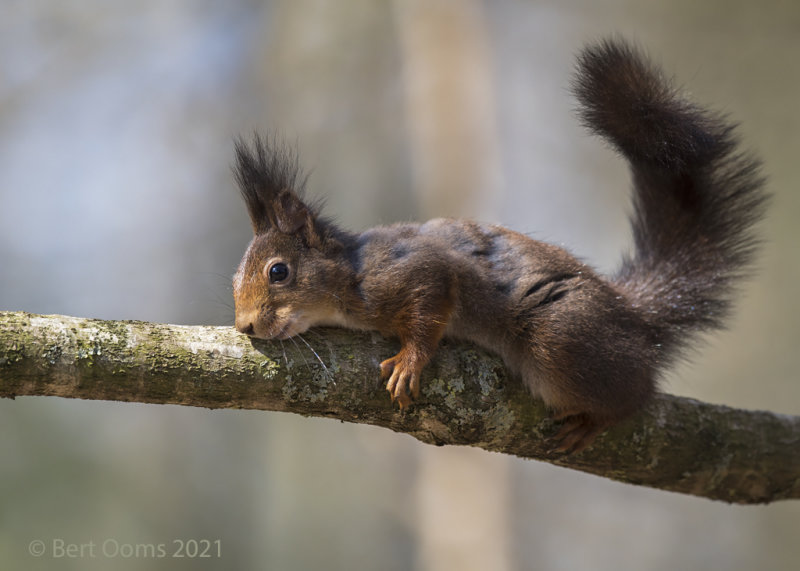 Red Squirrel PSLRT-7661