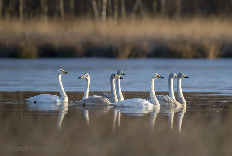 Whooper swan PSLRT 3429