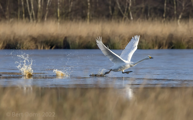 Whooper swan PSLRT 3545
