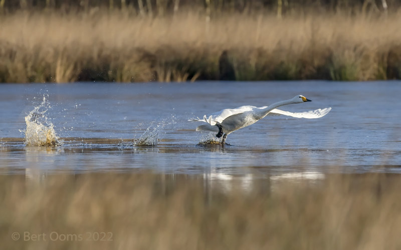 Whooper swan PSLRT 3544