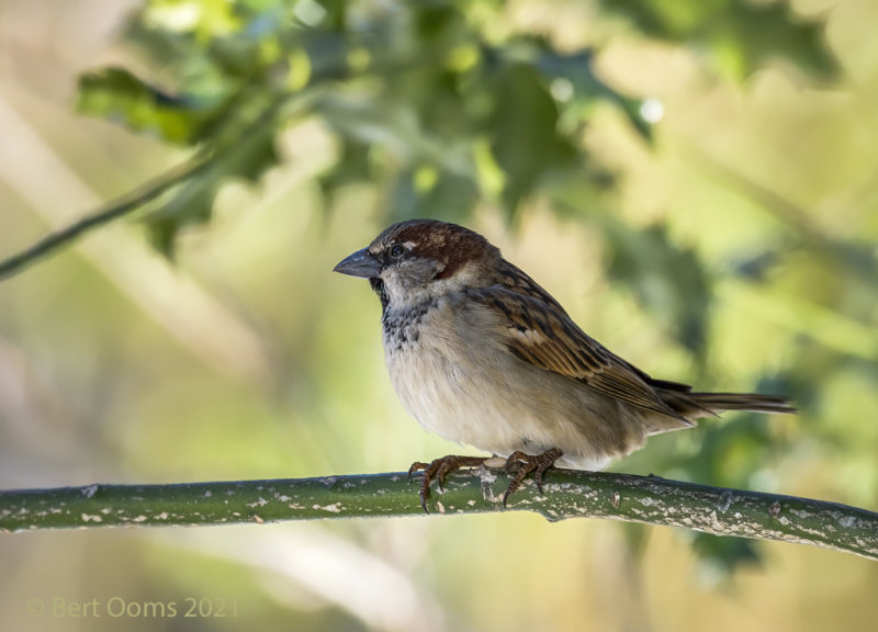 House sparrow - Huismus PSLRT 7050