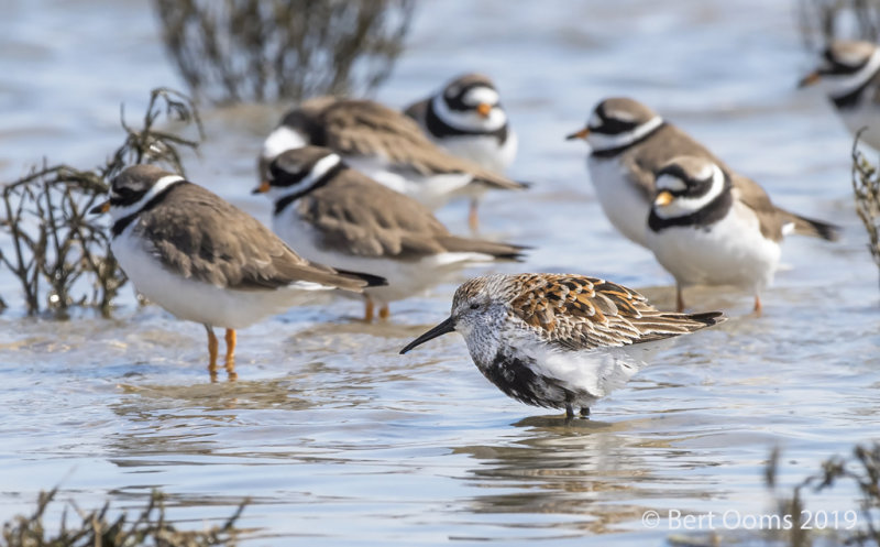 Dunlin - Bonte strandloper PSLR-9002