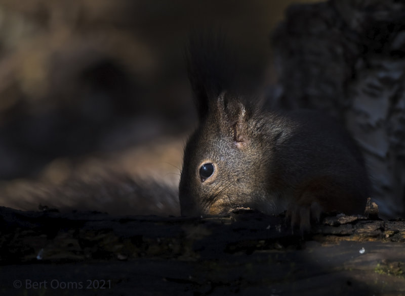 Red Squirrel - Eekhoorn PSLRT-7426-2