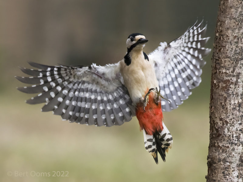 Great spotted woodpecker  - Grote bonte specht KPSLRT 4220