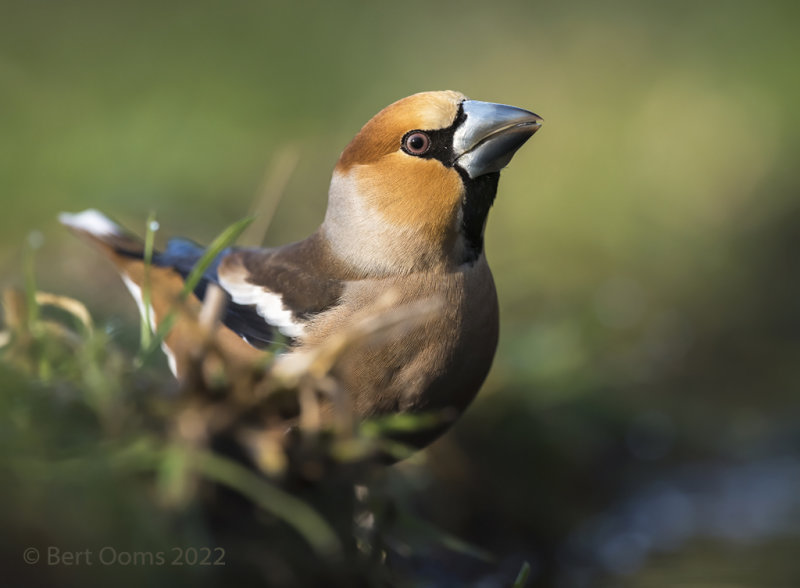 Hawfinch - Appelvink PSLRT 4539.