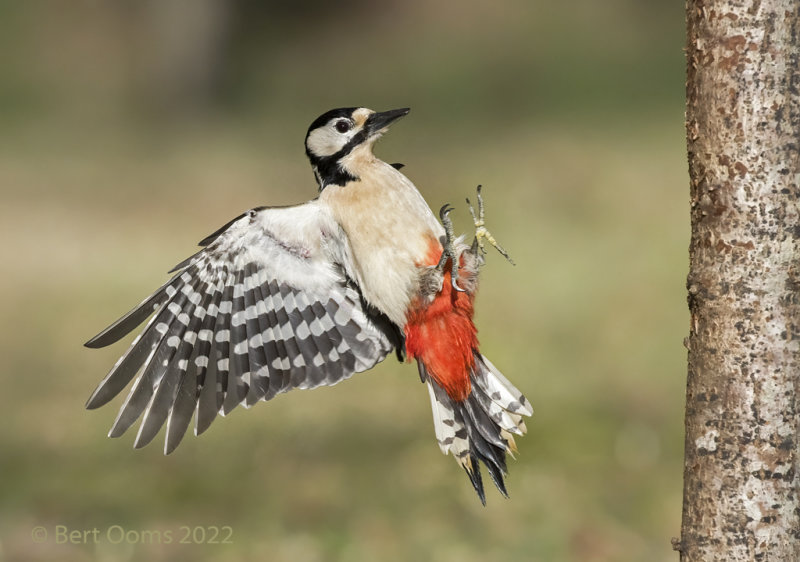 Great spotted woodpecker  PSLRT 4272