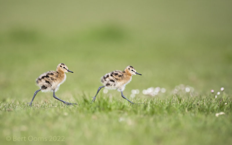 Black-tailed godwit PSLRT 6547