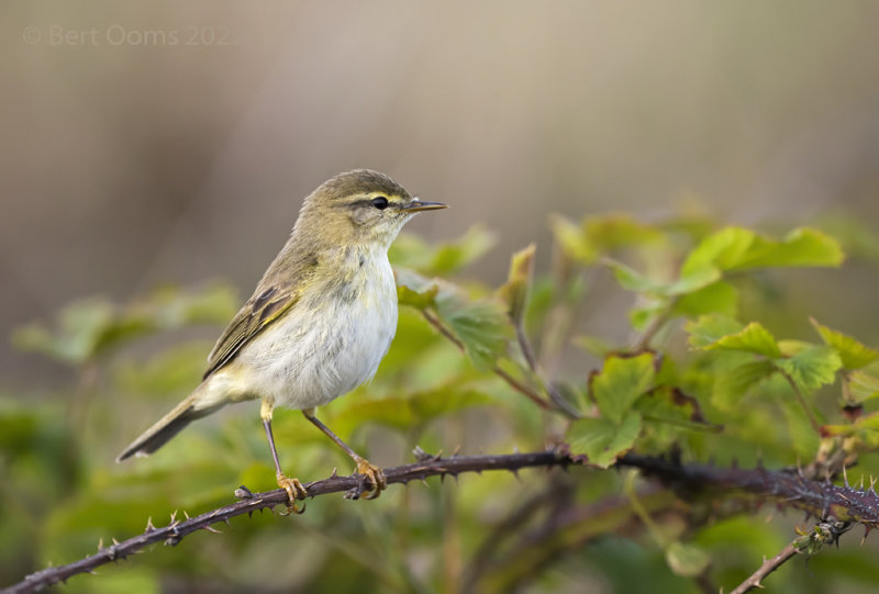 Willow warbler PSLRT 5226