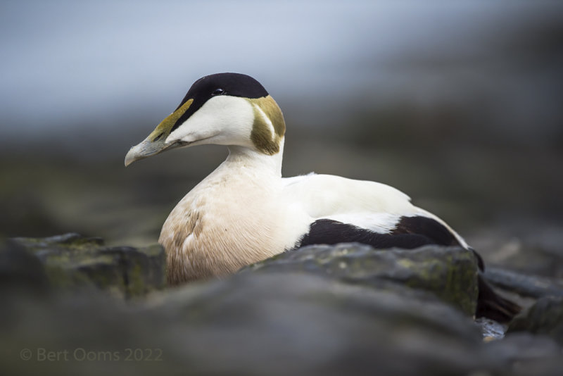 Common eider PSLRT 5337