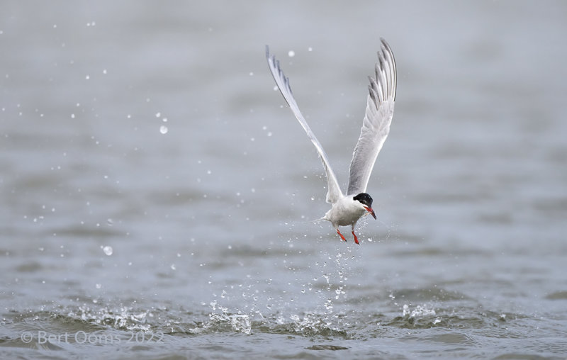 Common tern - Visdief PSLRT 5395