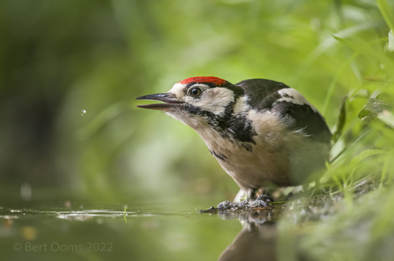 Great spotted woodpecker - Grote bonte specht PSLRT 7364