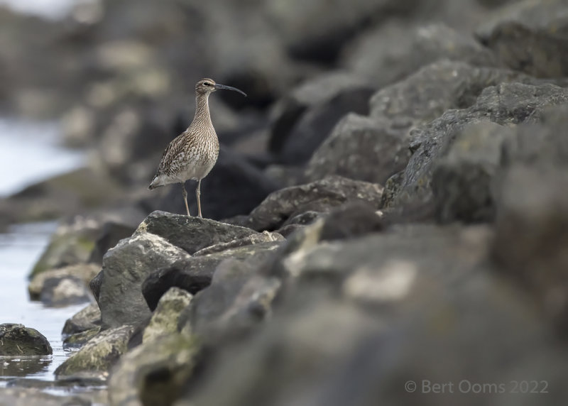 Eurasian whimbrel PSLRT 5301