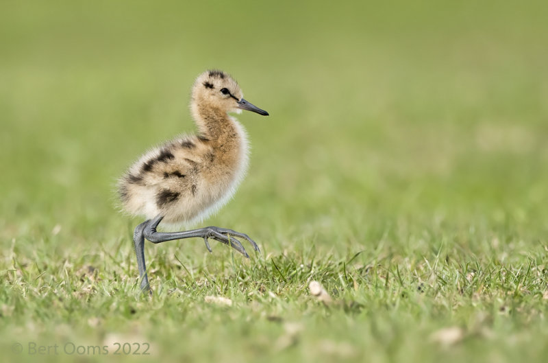 Black-tailed godwit PSLRT 6539