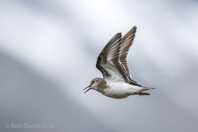 Temminck's stint - Temmincks strandloper PSLR-4501