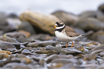 Charadrius hiaticula - Common ringed plover - Bontbekplevier