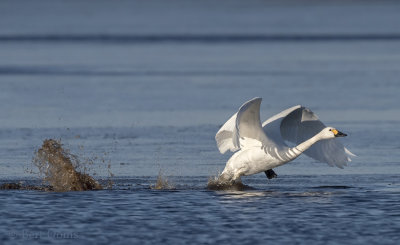 Kleine zwaan - Bewick's swan PSLR-9811