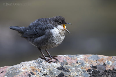 White-throated dipper - waterspreeuw PSLR-6027.jpg