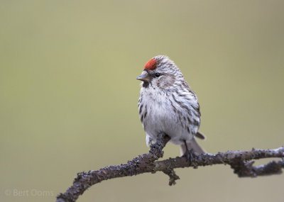 Carduelis flammea - Common Redpoll - Grote barmsijs