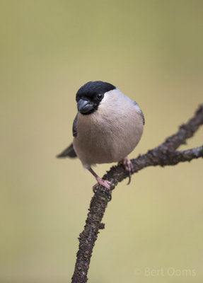 Bullfinch KPSLR-4324