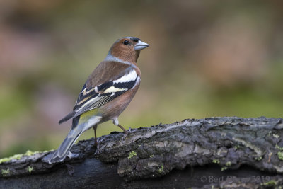 Common Chaffinch PSLR-7740