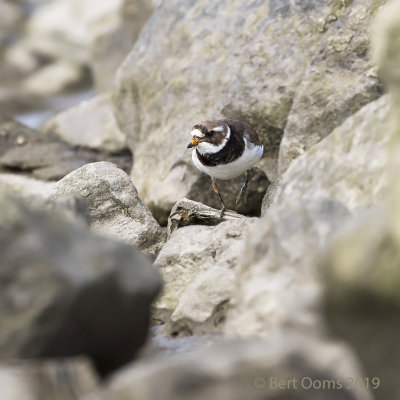 Common ringed plover PSLR-0088