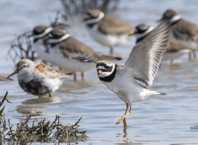 Common ringed plover PSLR-9003