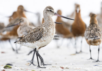 Bar-tailed godwit PSLR-9524