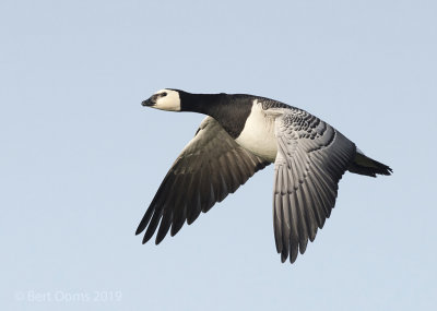 Branta leucopsis – Barnacle Goose - Brandgans 