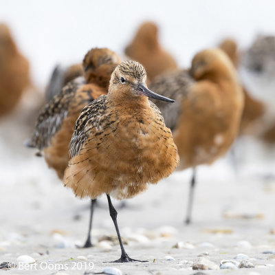 Limosa lapponica - Bar-tailed Godwit - Rosse grutto