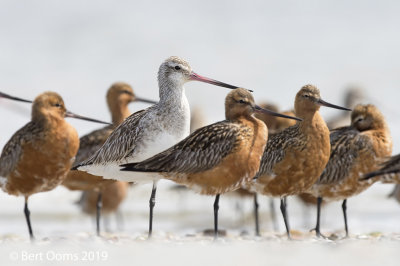 Bar-tailed godwit - rosse grutto KPSLR-9491