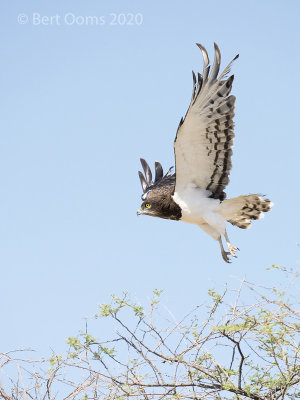 black-chested snake eagle PSLR-3687.