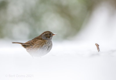 Prunella modularis - dunnock - Heggemus