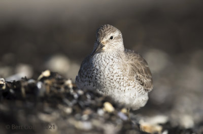 Red knot - Kanoet PSLR-8630