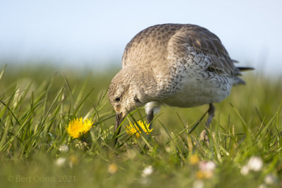 Red knot - Kanoet  PSLRT 8708