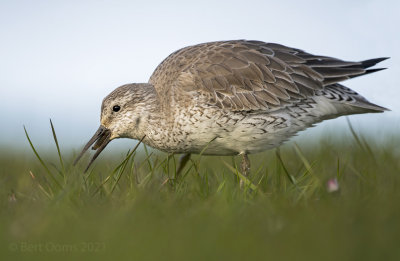 Red knot KPSLR 8686+8684