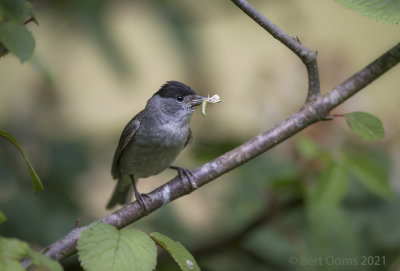 Eurasian Blackcap - Zwartkop PSLRT-2064