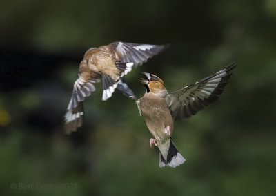 Hawfinch PSLRT 2853