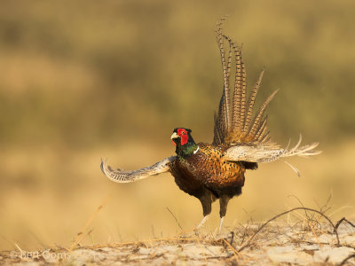 Phasianus colchicus - Common pheasant - Fazant