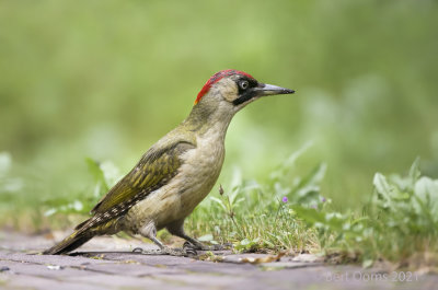 Picus viridis - European green woodpecker - Groene specht