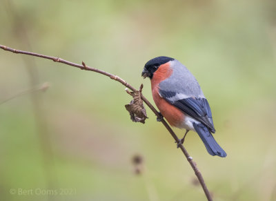 Bullfinch- Goudvink PSLRT 5771