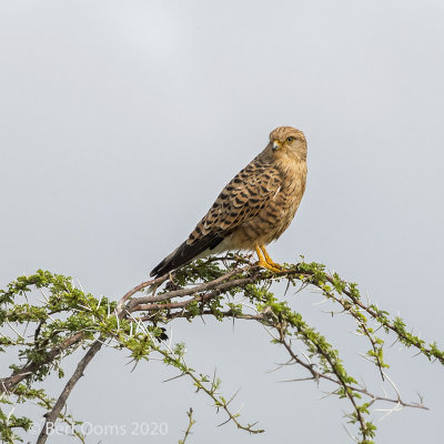 Falco rupicoloides - Greater Kestrel - Grote torenvalk