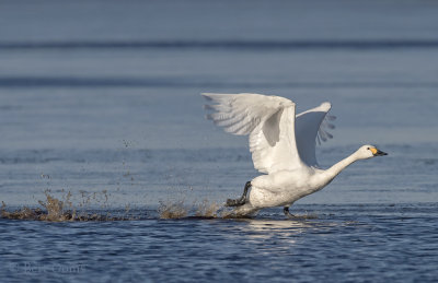 Bewick's swan PSLR-9810