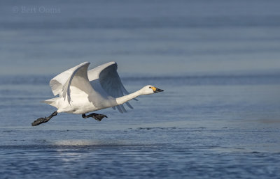 Bewick's swan PSLR-981