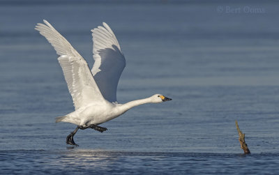 Cygnus bewickii - Bewick's Swan - Kleine zwaan