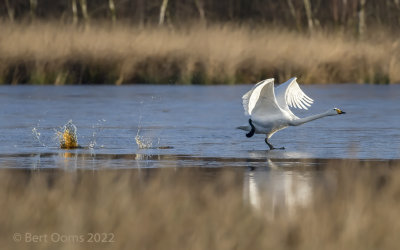 Whooper swan PSLRT 3548.