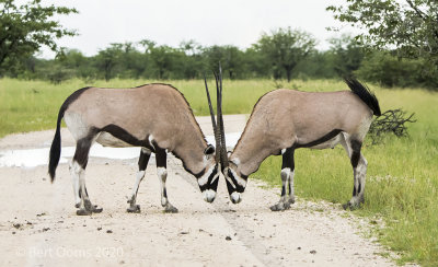 Gemsbok PSLR-4314