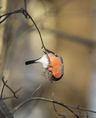 Bullfinch - Goudvink PSLRT 3715