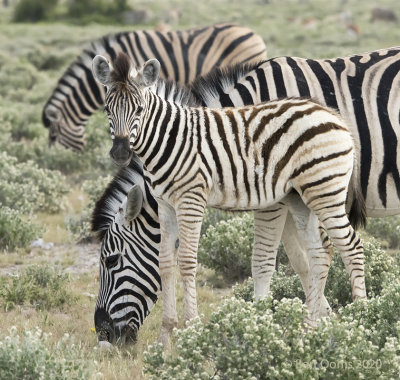 Wildlife impressions of South Africa and Namibia
