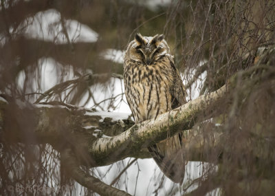 Asio otus -Long-eared owl - Ransuil