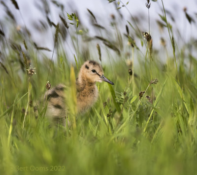 Black-tailed godwit PSLRT 6509